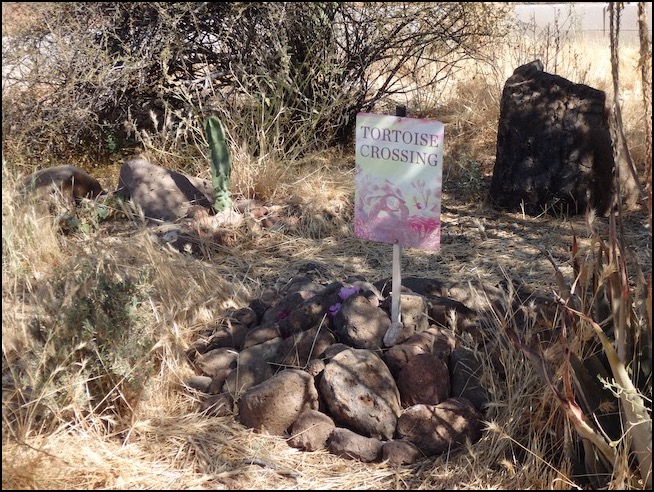 tortoise grave with rocks, flowers, marker